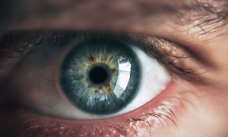 Como é a anatomia ocular?