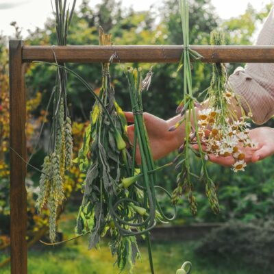 Mestrado em Dietética Herbal e Herbalismo