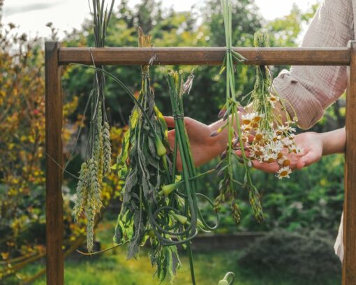 Mestrado em Dietética Herbal e Herbalismo